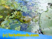 /home//u458753944/public_html/sourcegallery//////Frogs/More bullfrogs/P9060089.JPG